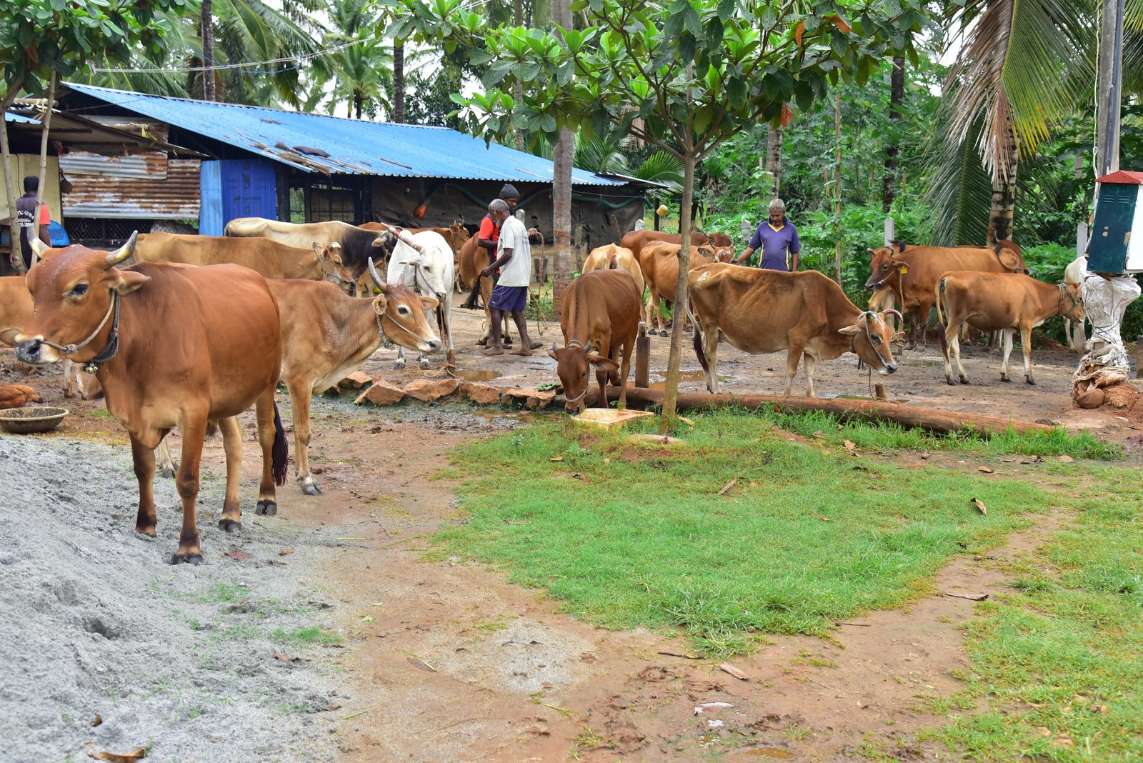 The dairy at Chittadhama